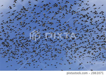 Block of brown eared bulbuli 2 2861071