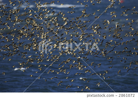 A group of brown rice 2861072