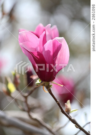 玉蘭花 玉蘭花 2861098