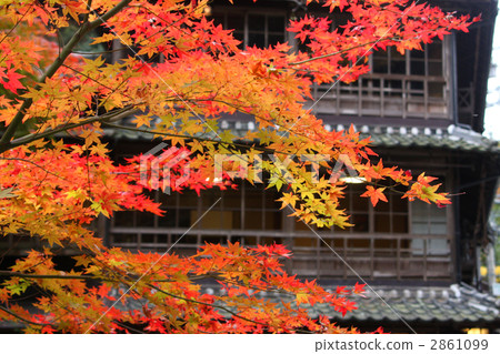 楓樹 紅楓 楓葉 2861099