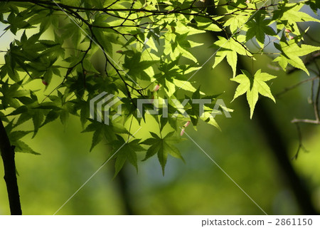 楓樹 紅楓 楓葉 2861150