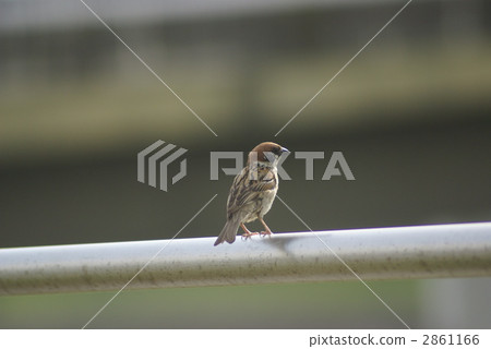 sparrow, sparrows, small bird 2861166
