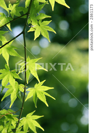 楓樹 紅楓 楓葉 2861173