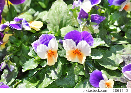 pansy, potted plants, potted plant 2861243