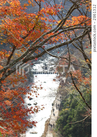 楓樹 紅楓 楓葉 2861312