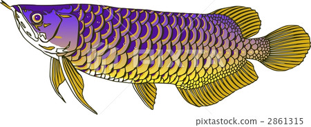 金龍魚紫 2861315