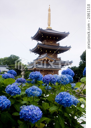 Choshugakuji的繡球花 2861318