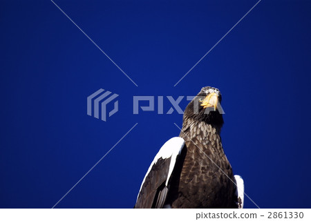 Steller's Sea Eagle, kamchatkan sea eagle, stellar's sea eagle 2861330