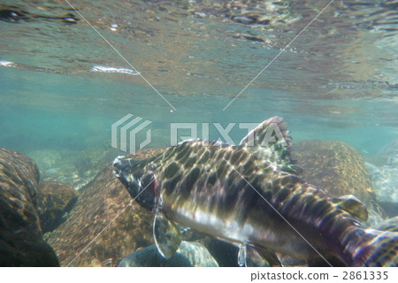 三文魚 鮭魚 潔淨的 2861335