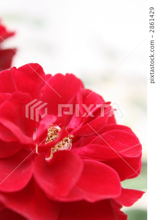 白色背景 白底 單瓣花 2861429