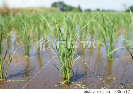 Rice in paddy fields 2861517