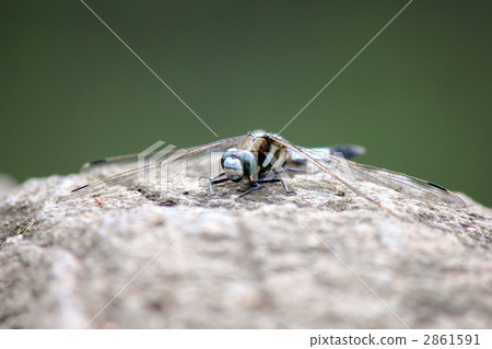 鹽卡拉通博 2861591