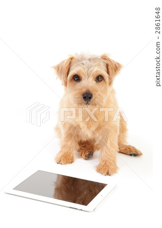 Tablet PC and Norfolk Terrier Tablet PC and Norfolk Terrier 2861648