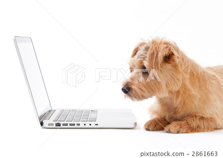 Norfolk Terrier 2861663