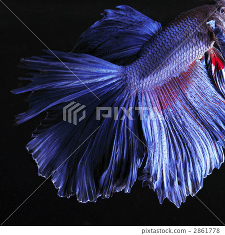 Betta Betta 2861778