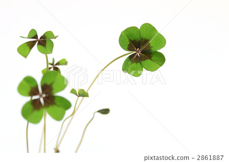 Four leaf oxalis 2861887