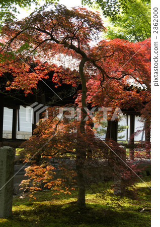 日本東福寺通天橋 寺 寺院 2862000