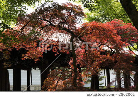 日本東福寺通天橋 寺 寺院 2862001