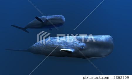 whale, whales, sea animals 2862509