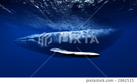 whale, whales, in the sea 2862515