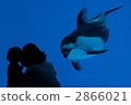 dolphin, dolphins, sea animals 2866021
