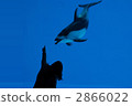 dolphin, dolphins, sea animals 2866022
