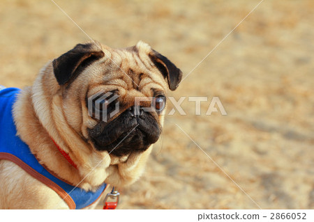 toy dog, small-breed dog, pug 2866052