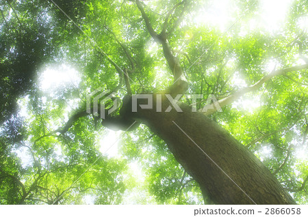 大樹 2866058