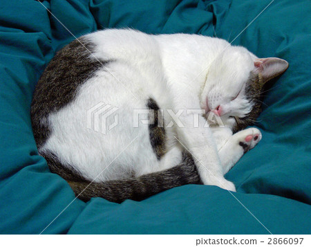 Cat Cat 2866097