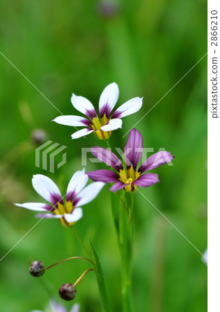 Niwazekishou Niwazekishou 2866210