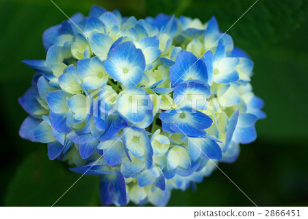 hydrangea   2866451