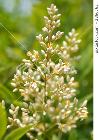 Nanten flowers 2866563