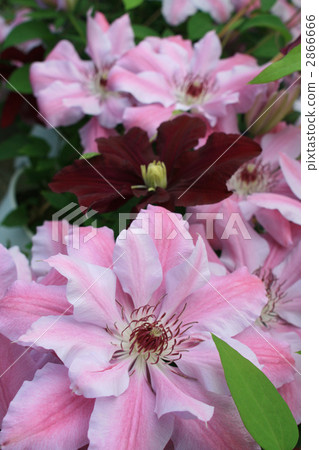 clematis florida, clematis, bloom 2866666