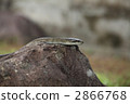 Aotoi 2866768