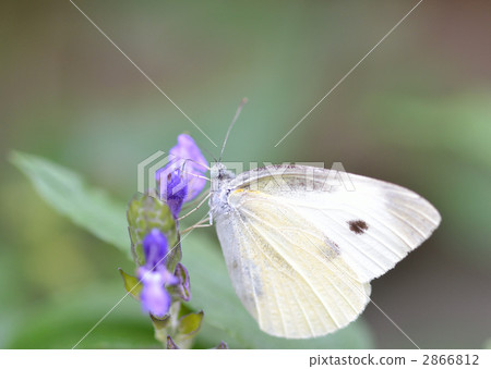 白菜蝶從花中吸食花蜜 2866812