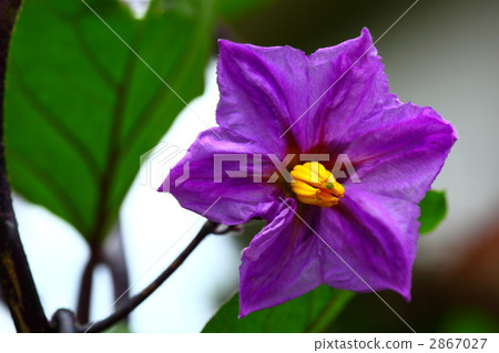 正常的花 正常的花 2867027