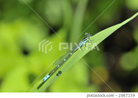 Ao montitoba和waterdrop Ao montitoba和waterdrop 2867159