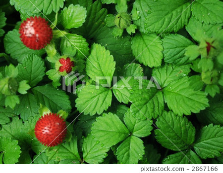 false strawberry, mock strawberry, hebiichigo (mock strawberry) 2867166