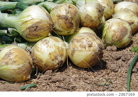 洋蔥收穫洋蔥 2867169