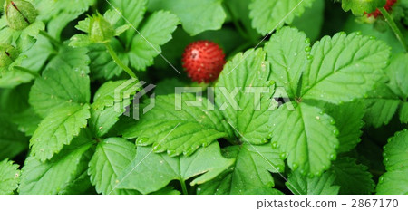 假草莓 蛇莓 白色背景 2867170