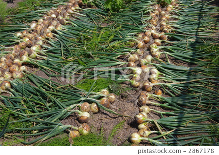 Harvesting onion onions Onions field 2867178