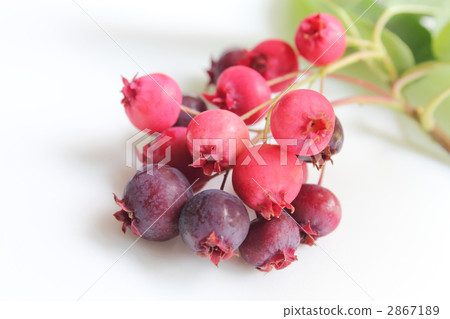 六月肚皮芭蕾舞女演員的果實 六月肚皮芭蕾舞女演員的果實 2867189