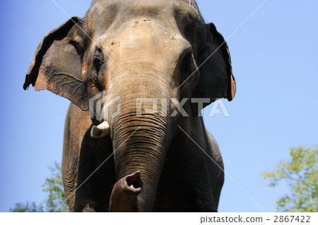 Asian elephant 2867422