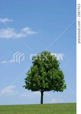 A sky and a tree 2867423