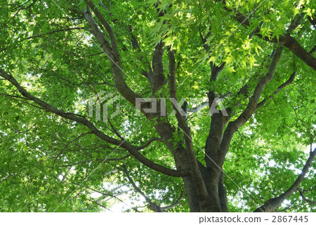 Green is pleasant! Green is pleasant! 2867445