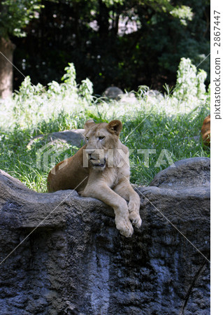 Female Lion Female Lion 2867447