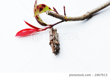 Minor beetle Minor beetle 2867613