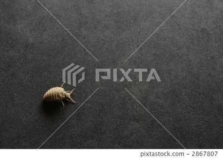 螞蟻山 螞蟻山 2867807