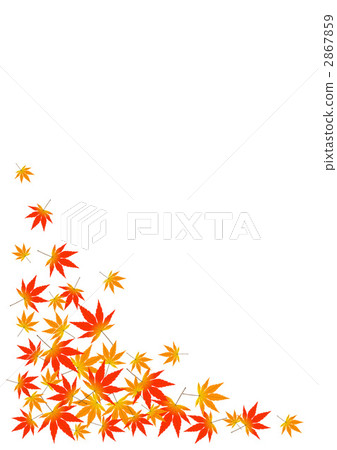 楓樹 紅楓 楓葉 2867859