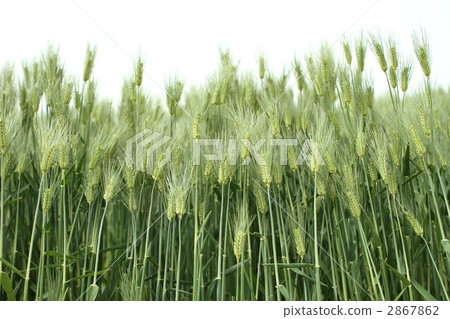 小麥 2867862